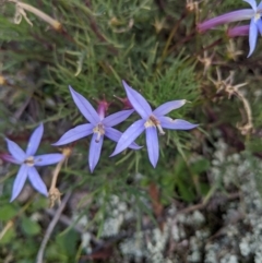 Isotoma axillaris at Terrick Terrick, VIC - 27 Jun 2020 01:23 PM