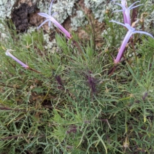Isotoma axillaris at Terrick Terrick, VIC - 27 Jun 2020 01:23 PM