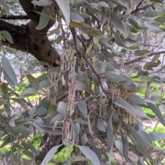 Amyema quandang var. quandang (Grey Mistletoe) at Terrick Terrick National Park - 27 Jun 2020 by Darcy