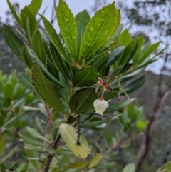 Arbutus unedo (Strawberry Tree) at Nail Can Hill - 13 Sep 2020 by Darcy