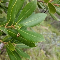 Arbutus unedo at West Albury, NSW - 13 Sep 2020 11:05 AM