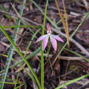 Caladenia carnea at Chiltern, VIC - suppressed