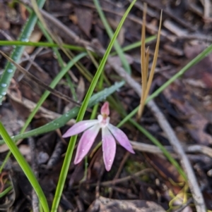 Caladenia carnea at Chiltern, VIC - 27 Sep 2020