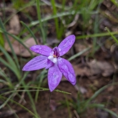 Glossodia major (Wax Lip Orchid) at Chiltern, VIC - 26 Sep 2020 by Darcy