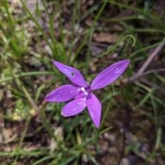 Glossodia major (Wax Lip Orchid) at Chiltern-Mt Pilot National Park - 27 Sep 2020 by Darcy