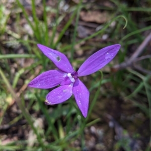 Glossodia major at Cornishtown, VIC - suppressed