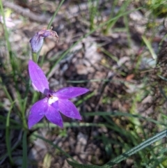 Glossodia major (Wax Lip Orchid) at Chiltern-Mt Pilot National Park - 27 Sep 2020 by Darcy