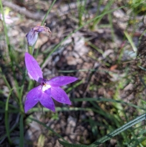 Glossodia major at Cornishtown, VIC - 27 Sep 2020