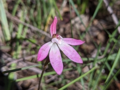 Caladenia carnea (Pink Fingers) at Cornishtown, VIC - 27 Sep 2020 by Darcy