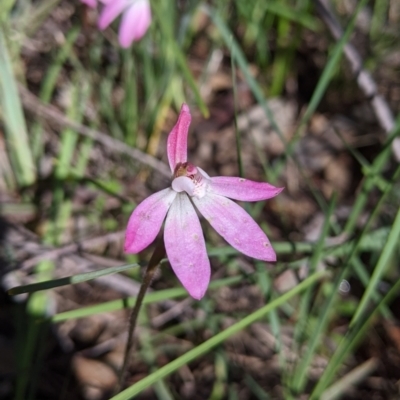 Caladenia carnea (Pink Fingers) at Chiltern-Mt Pilot National Park - 27 Sep 2020 by Darcy