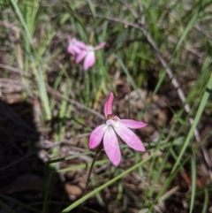 Caladenia carnea at Cornishtown, VIC - 27 Sep 2020