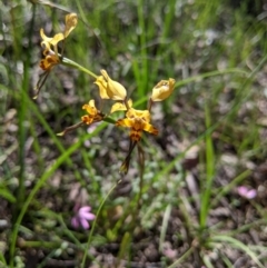 Diuris pardina (Leopard Doubletail) at Chiltern-Mt Pilot National Park - 27 Sep 2020 by Darcy