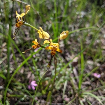 Diuris pardina (Leopard Doubletail) at Cornishtown, VIC - 27 Sep 2020 by Darcy