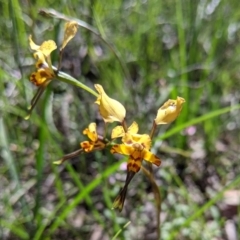 Diuris pardina at Cornishtown, VIC - suppressed