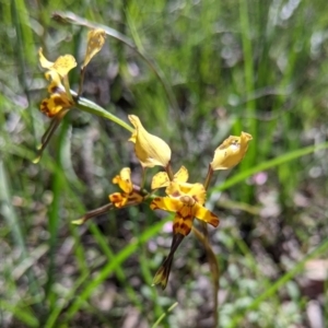 Diuris pardina at Cornishtown, VIC - suppressed