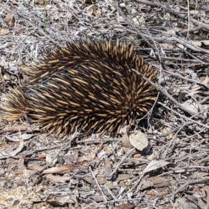 Tachyglossus aculeatus at Talmalmo, NSW - 29 Sep 2020 12:13 PM