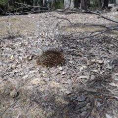 Tachyglossus aculeatus at Talmalmo, NSW - 29 Sep 2020 12:13 PM