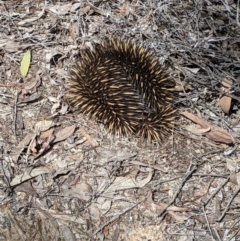 Tachyglossus aculeatus at Talmalmo, NSW - 29 Sep 2020 12:13 PM