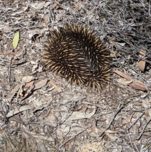 Tachyglossus aculeatus at Talmalmo, NSW - 29 Sep 2020
