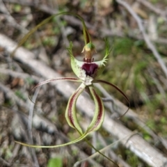 Caladenia tentaculata (Fringed Spider Orchid) at Chiltern-Mt Pilot National Park - 27 Sep 2020 by Darcy