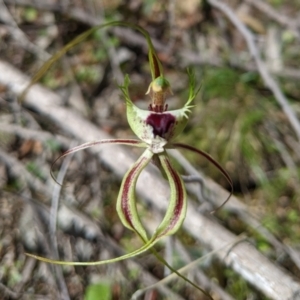 Caladenia tentaculata at Chiltern, VIC - 27 Sep 2020