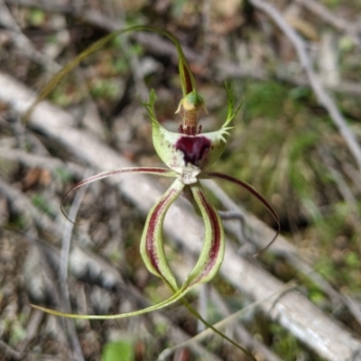 Caladenia tentaculata (Fringed Spider Orchid) at Chiltern, VIC - 27 Sep 2020 by Darcy