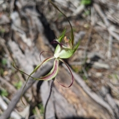 Caladenia tentaculata at suppressed - 27 Sep 2020