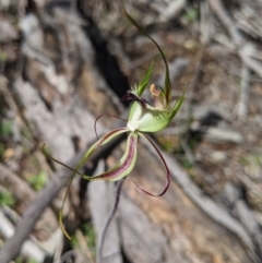 Caladenia tentaculata at suppressed - 27 Sep 2020