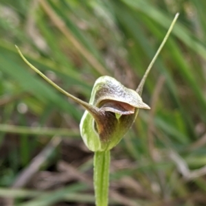 Pterostylis pedunculata at Woomargama, NSW - 29 Sep 2020