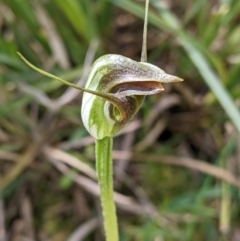 Pterostylis pedunculata at Woomargama, NSW - suppressed