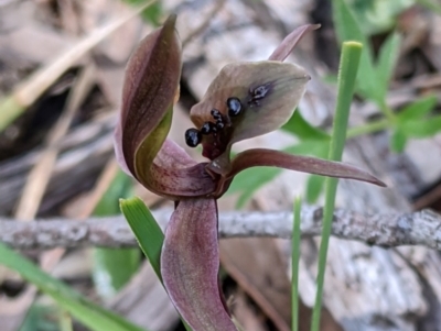 Chiloglottis x pescottiana (Bronze Bird Orchid) at Woomargama, NSW - 29 Sep 2020 by Darcy