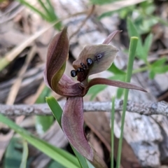 Chiloglottis X pescottiana (Bronze bird orchid) at Woomargama, NSW - 29 Sep 2020 by Darcy