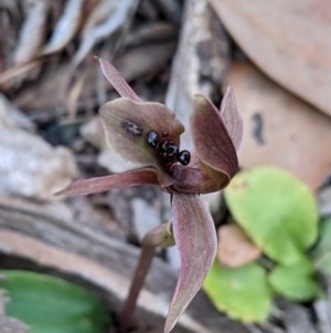 Chiloglottis x pescottiana at suppressed - suppressed