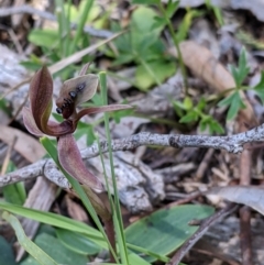 Chiloglottis x pescottiana at suppressed - suppressed