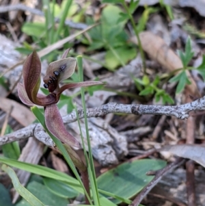 Chiloglottis x pescottiana at suppressed - suppressed