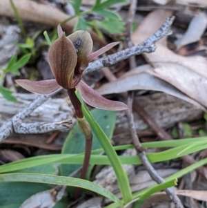 Chiloglottis x pescottiana at suppressed - suppressed