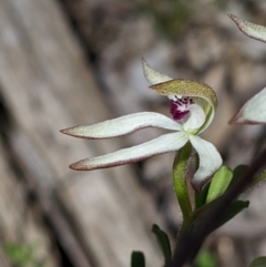 Caladenia cucullata (Lemon Caps) at Big Springs, NSW - 2 Oct 2020 by Darcy
