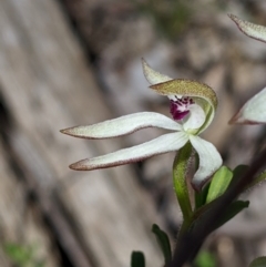 Caladenia cucullata (Lemon Caps) at Livingstone National Park - 2 Oct 2020 by Darcy