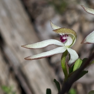 Caladenia cucullata at Big Springs, NSW - suppressed