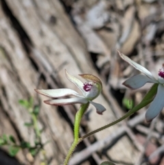 Caladenia cucullata at Big Springs, NSW - 2 Oct 2020