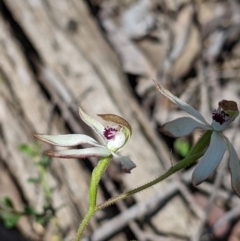 Caladenia cucullata at Big Springs, NSW - 2 Oct 2020