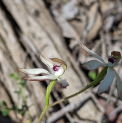 Caladenia cucullata at Big Springs, NSW - suppressed