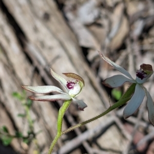 Caladenia cucullata at Big Springs, NSW - 2 Oct 2020