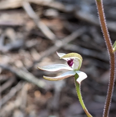 Caladenia cucullata (Lemon Caps) at Livingstone National Park - 2 Oct 2020 by Darcy