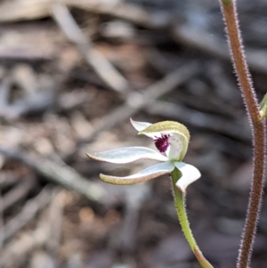 Caladenia cucullata at Big Springs, NSW - 2 Oct 2020
