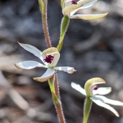 Caladenia cucullata at Big Springs, NSW - suppressed