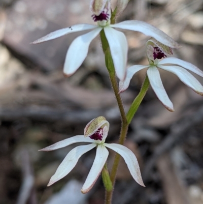 Caladenia cucullata (Lemon Caps) at Livingstone National Park - 2 Oct 2020 by Darcy