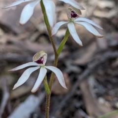 Caladenia cucullata at Big Springs, NSW - suppressed