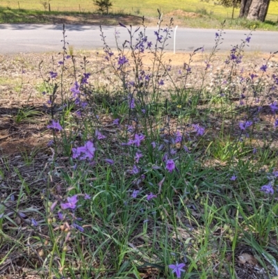 Arthropodium strictum (Chocolate Lily) at Big Springs, NSW - 2 Oct 2020 by Darcy