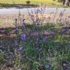 Arthropodium strictum at Big Springs, NSW - 2 Oct 2020